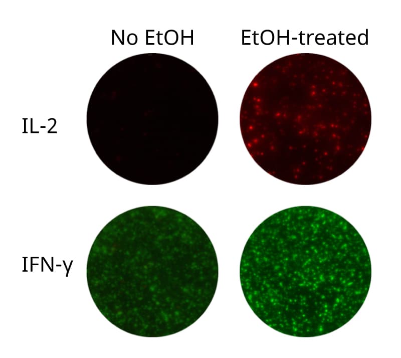 EtOH pre-treatment