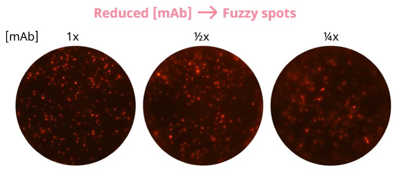 Use recommended concentration of capture mAb