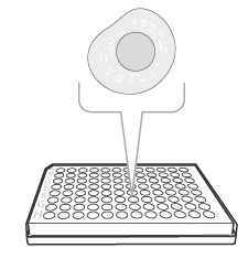 Add cells FluoroSpot