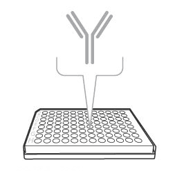 Coat the plate with capture antibody