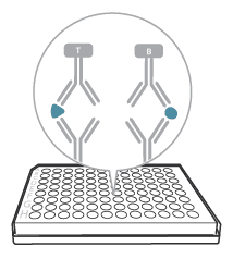 Detection mAb FluoroSpot