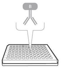 Detection antibody