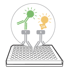 Secondary detection reagent