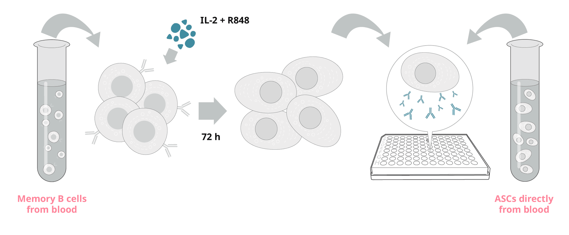 ASC or memory B cells