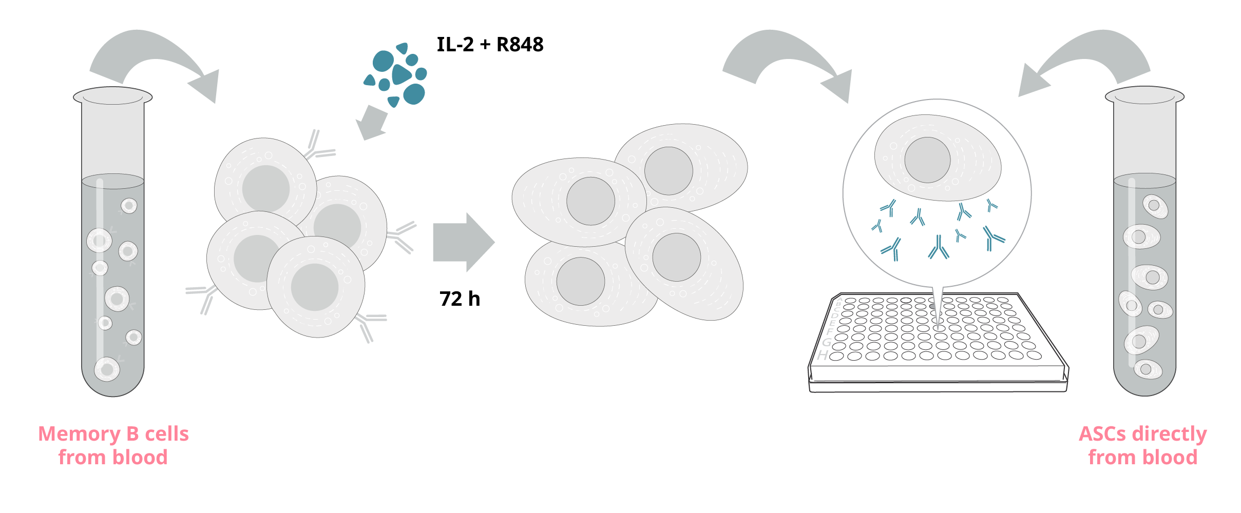 ASC or memory B cells