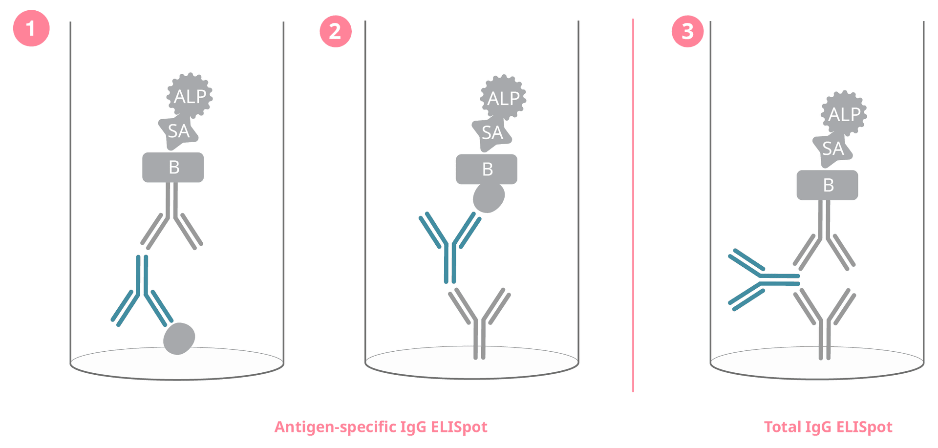 B cell setups