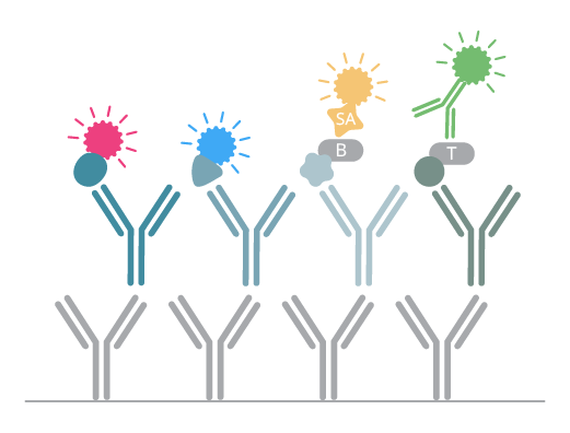 B cell FluoroSpot multiple ag