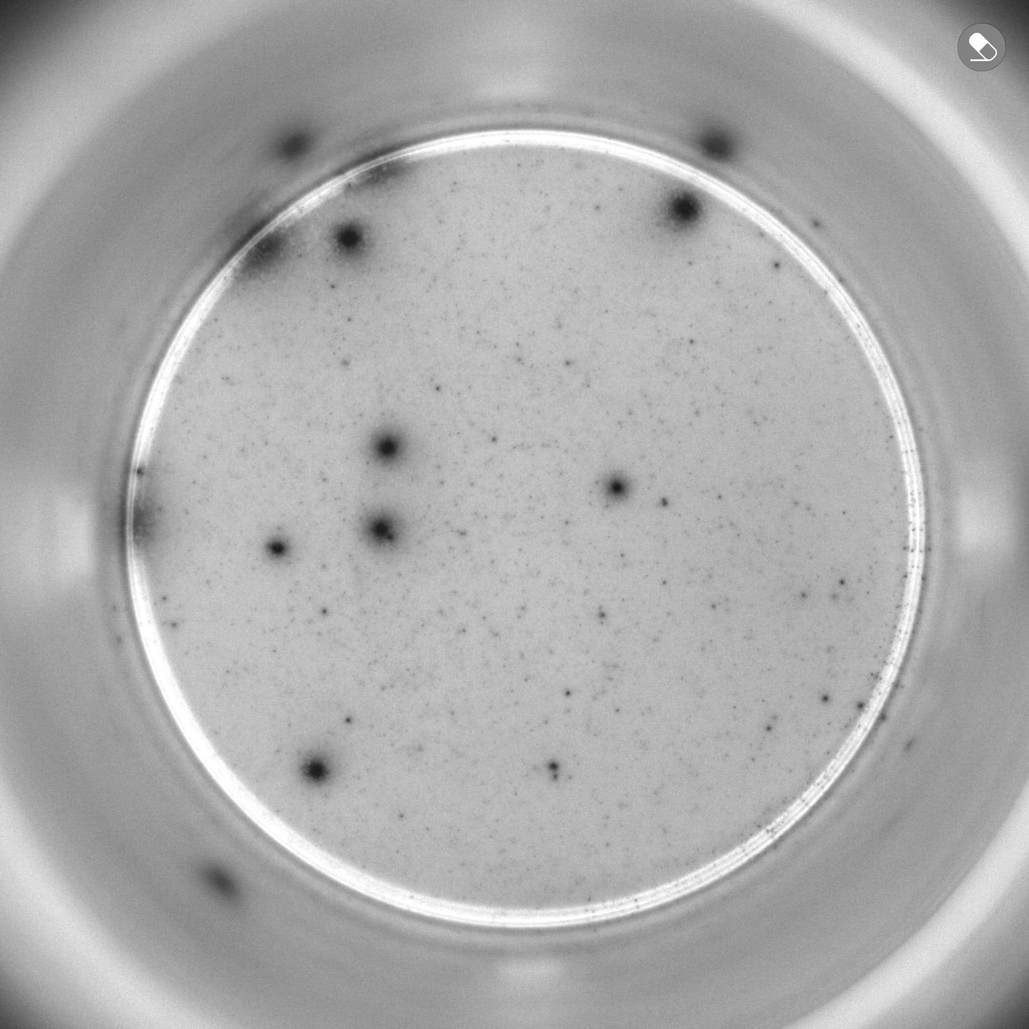 stimulated Mpox infected (CD4 Vaccinia PepPool)