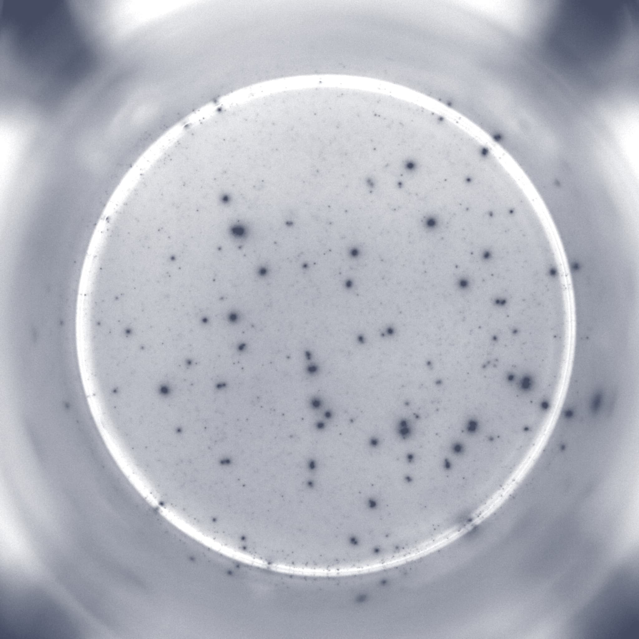 stimulated Mpox infected (CD8 Vaccinia PepPool)