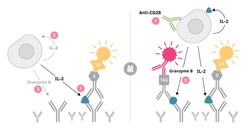 Capture effects and counteraction with anti-CD28