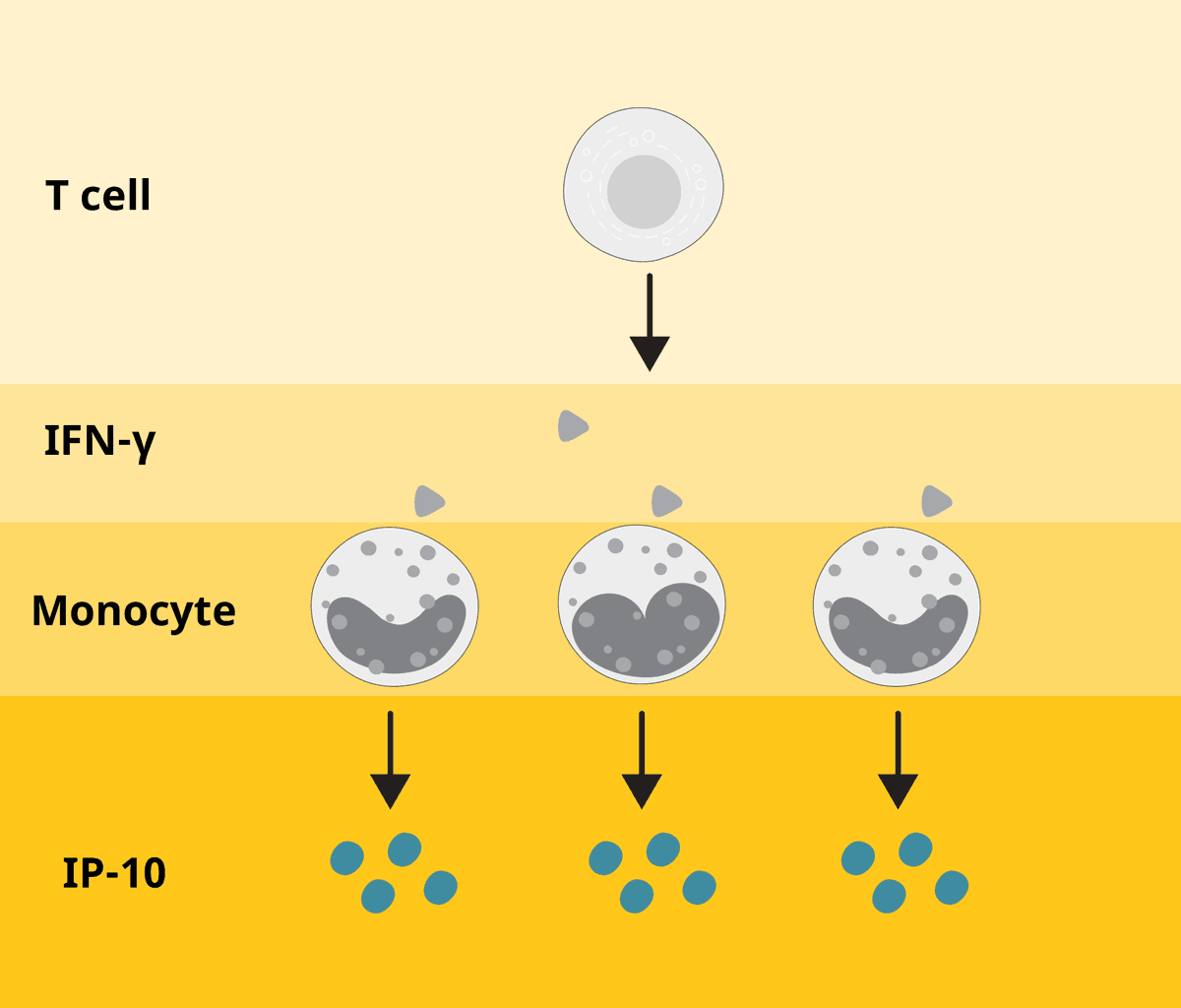 Human IP-10 secretion