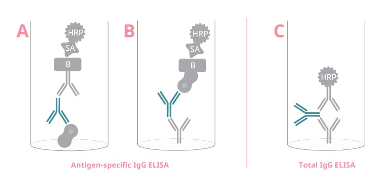 Immunoglobulin ELISA