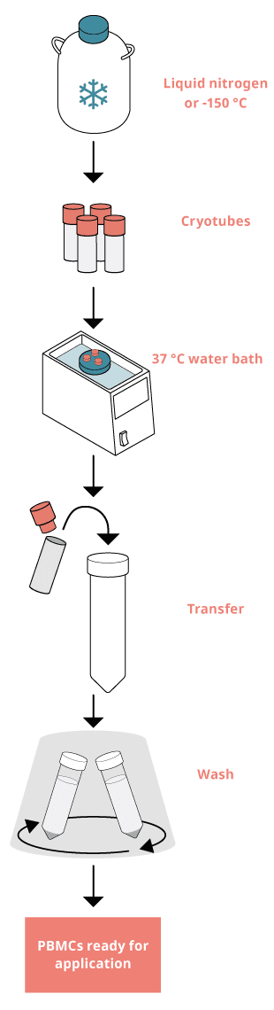 Thawing PBMCs