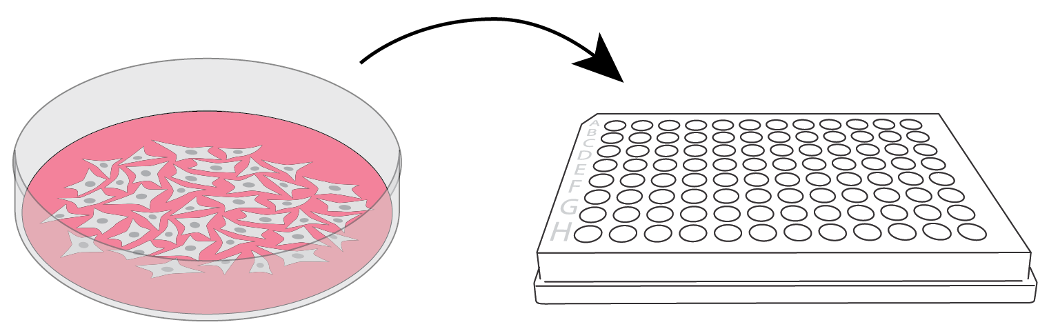 Adherent cells in ELISpot and FluoroSpot