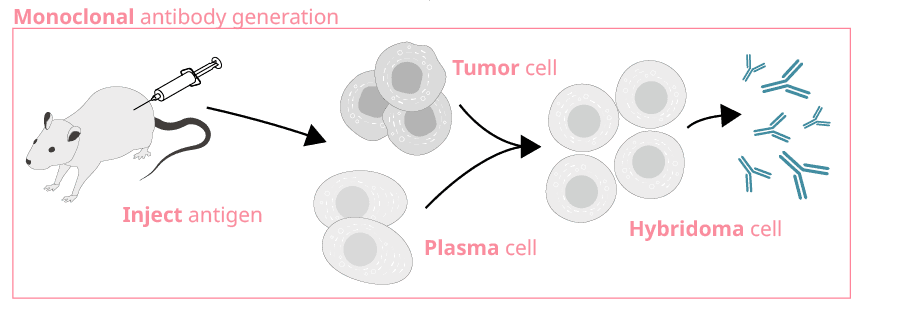 hybridoma generation