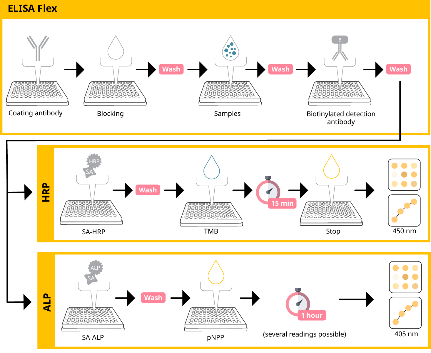 Differences in the ELISA Flex protocol between kits using ALP or HRP