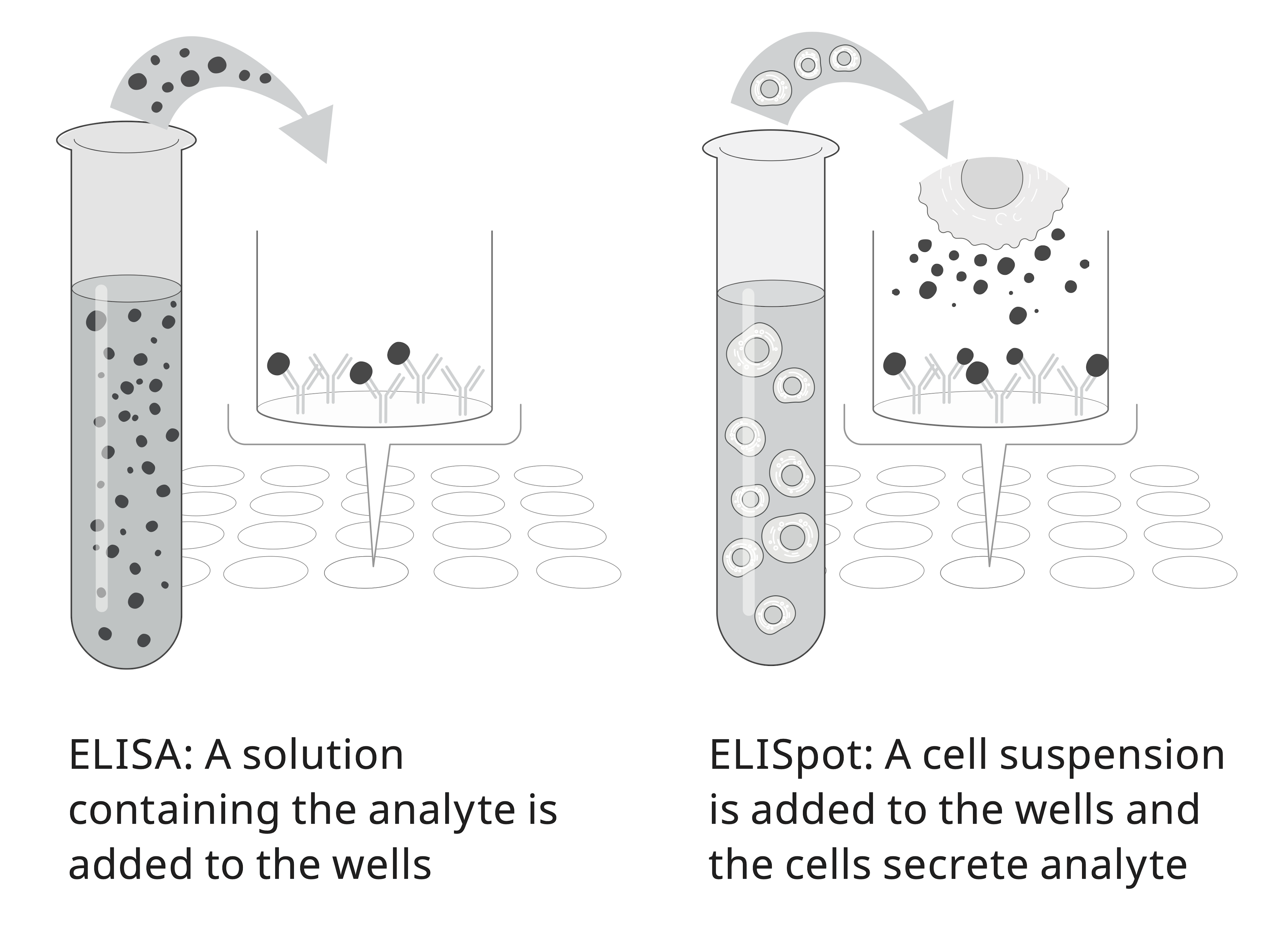 ELISA and ELISpot