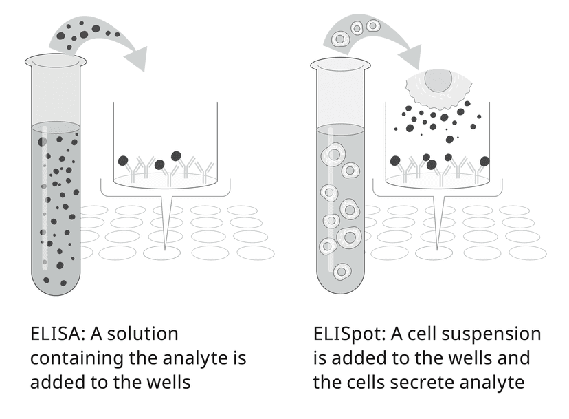 ELISA and ELISpot