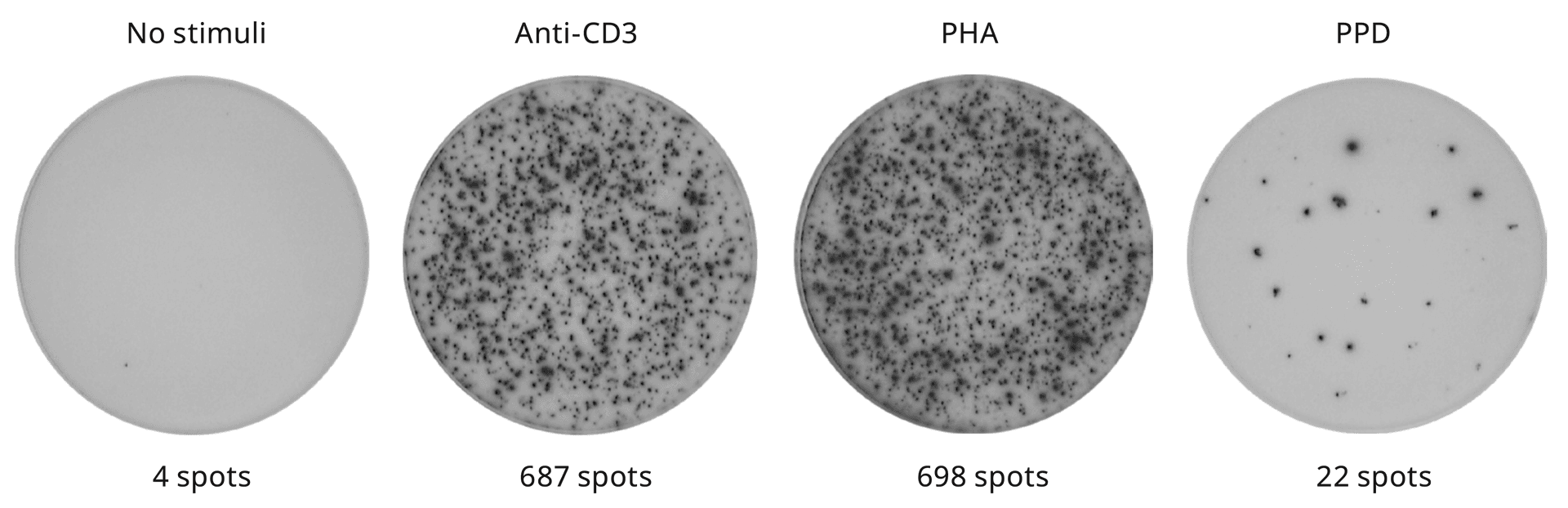 Human IFN-γ ELISpot