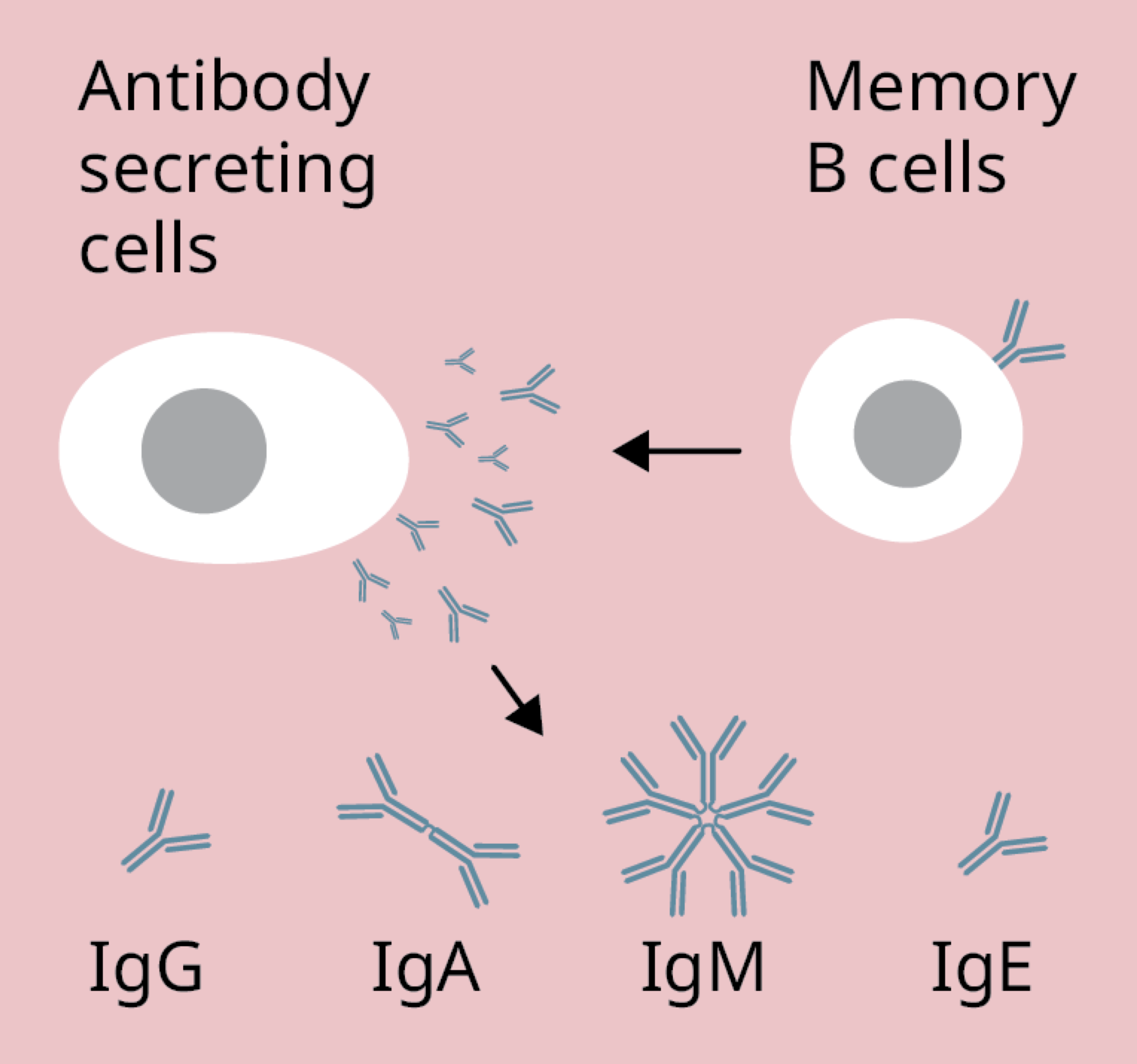 B cells