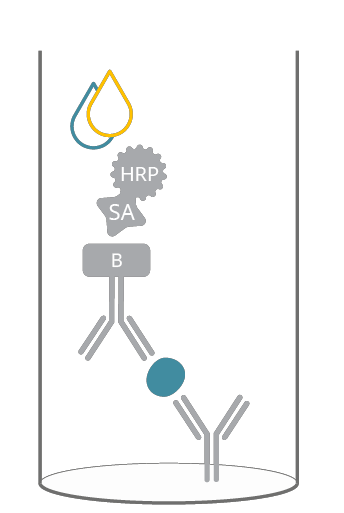 ELISA principle at a glance