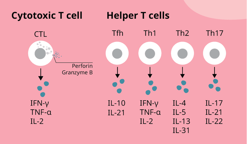 T cell profiling