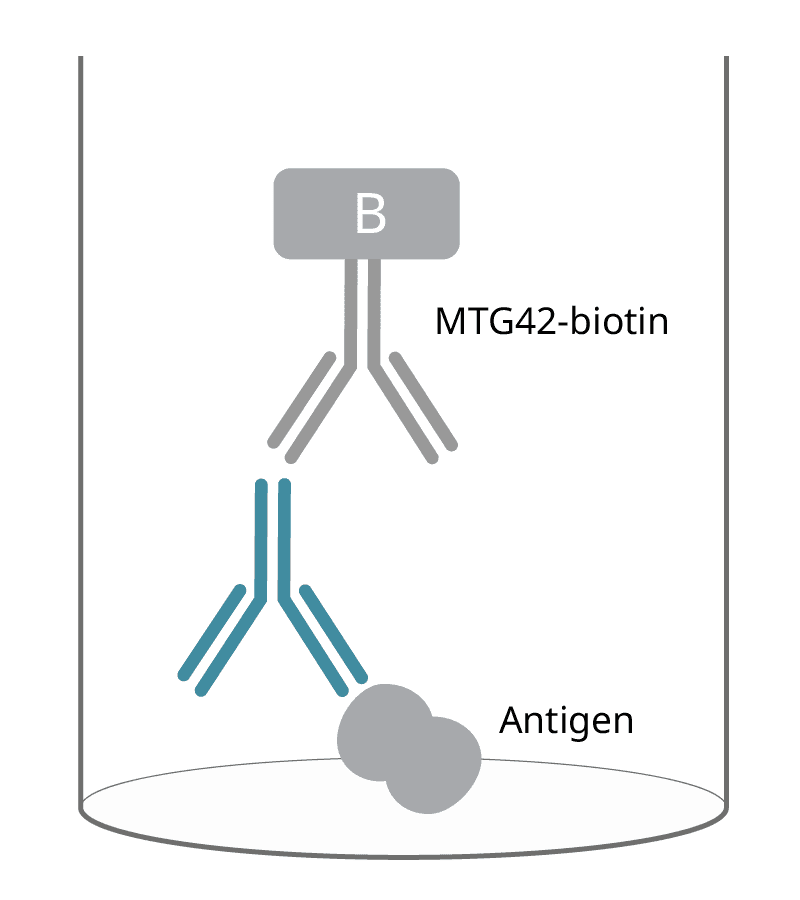 human igg4