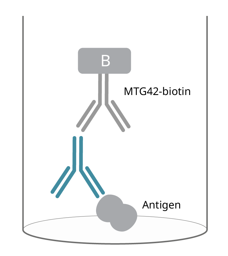 human igg4