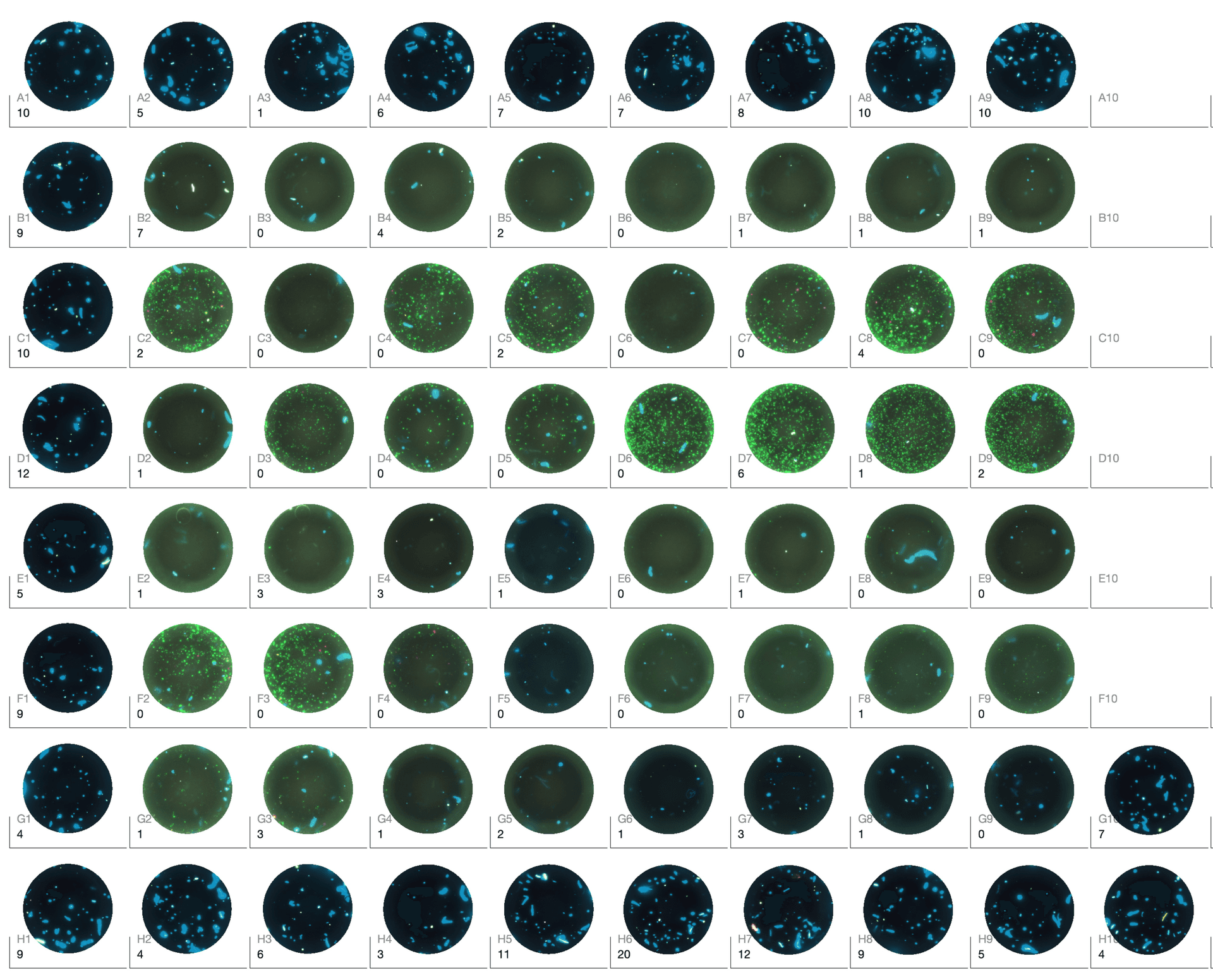 FluoroSpot plates filled with lots of debris or dust causing unwanted artifacts