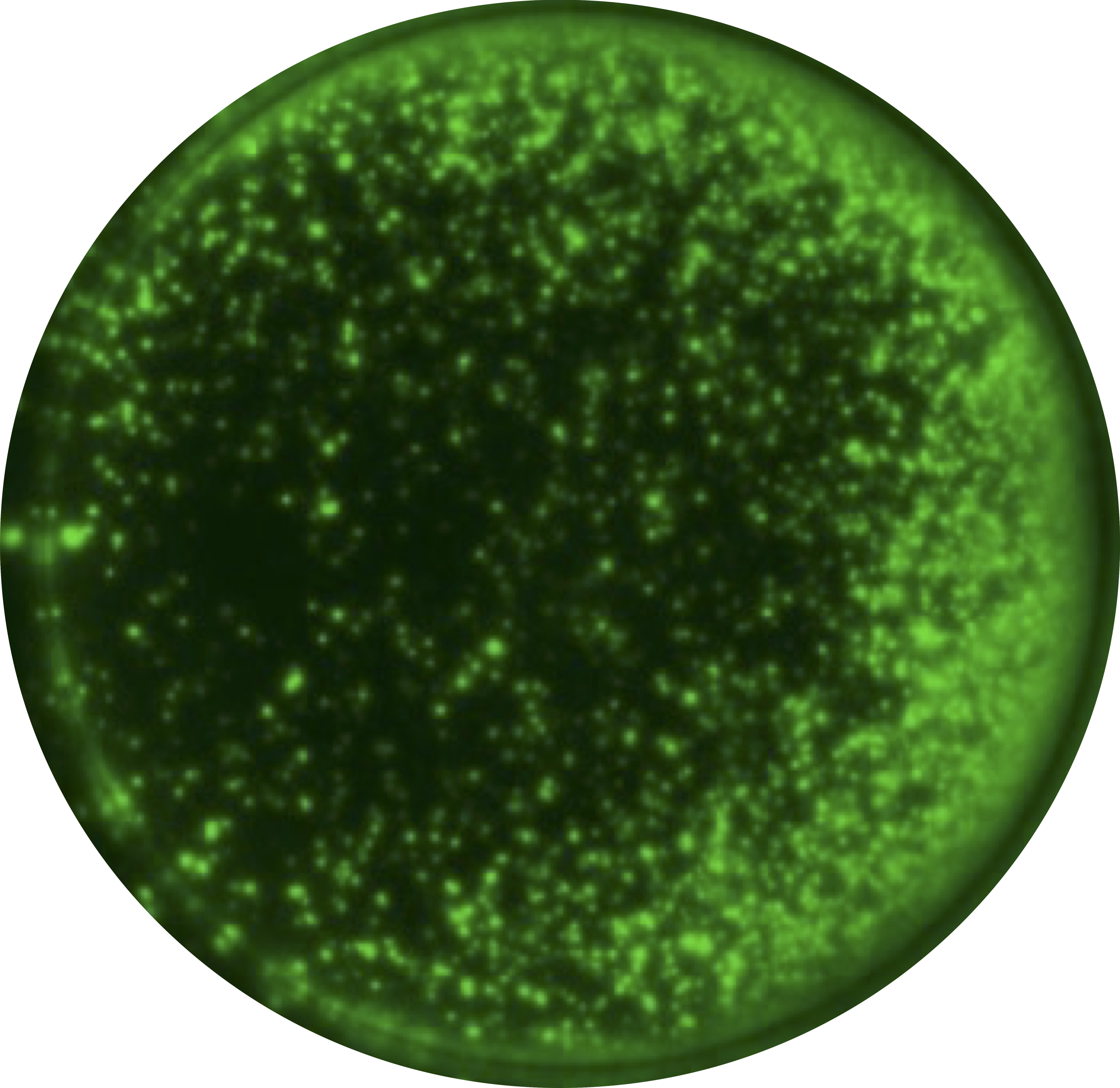 Uneven cell distribution in FluoroSpot well