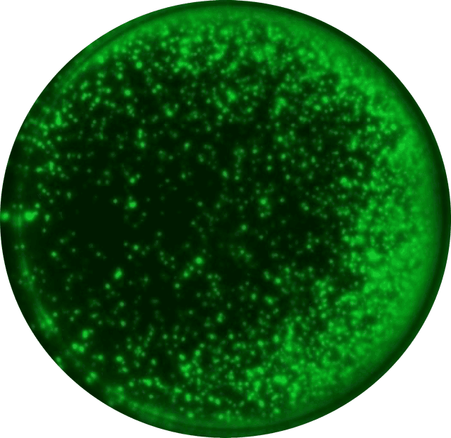 Uneven cell distribution in FluoroSpot well