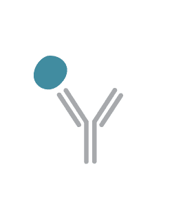 Native protein bound by specific mAb