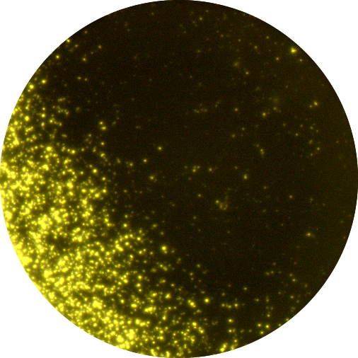 Uneven cell distribution in FluoroSpot well