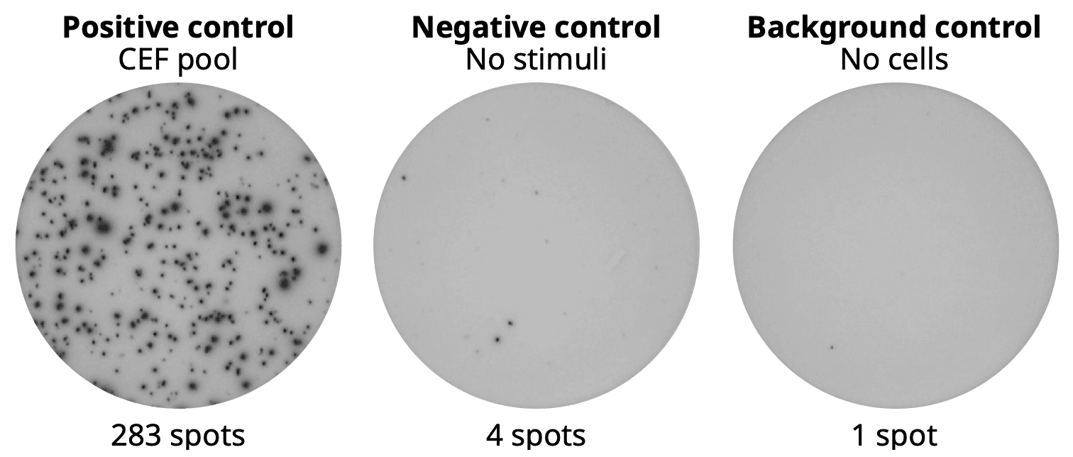 Positive control, negative control, media control wells from ELISpot Plus: Human IFN-γ (ALP)