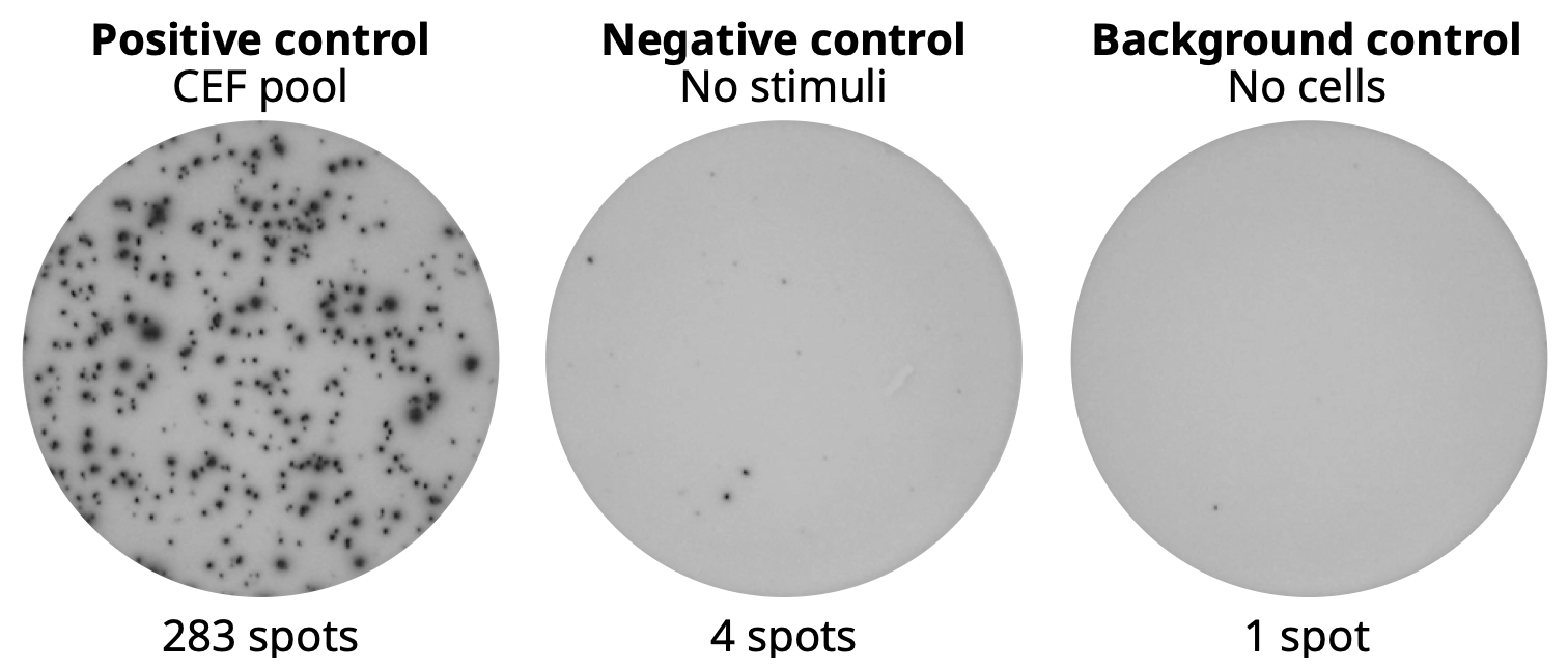 Positive control, negative control, media control wells from ELISpot Plus: Human IFN-γ (ALP)