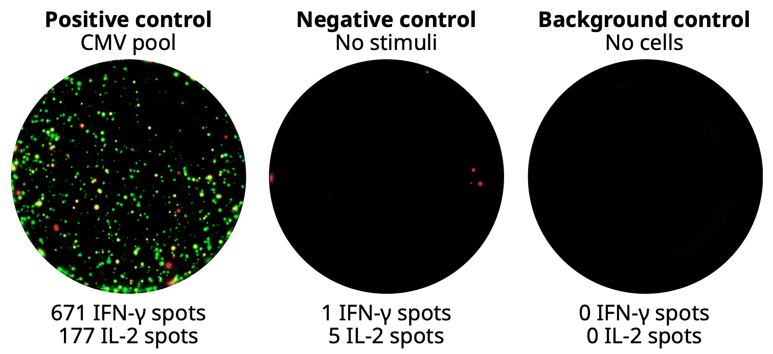 Positive Control wells, negative control wells, media controls wells from a FluoroSpot Plus: Human IFN-γ/IL-2 kit (IFN-γ in green, IL-2 in red).