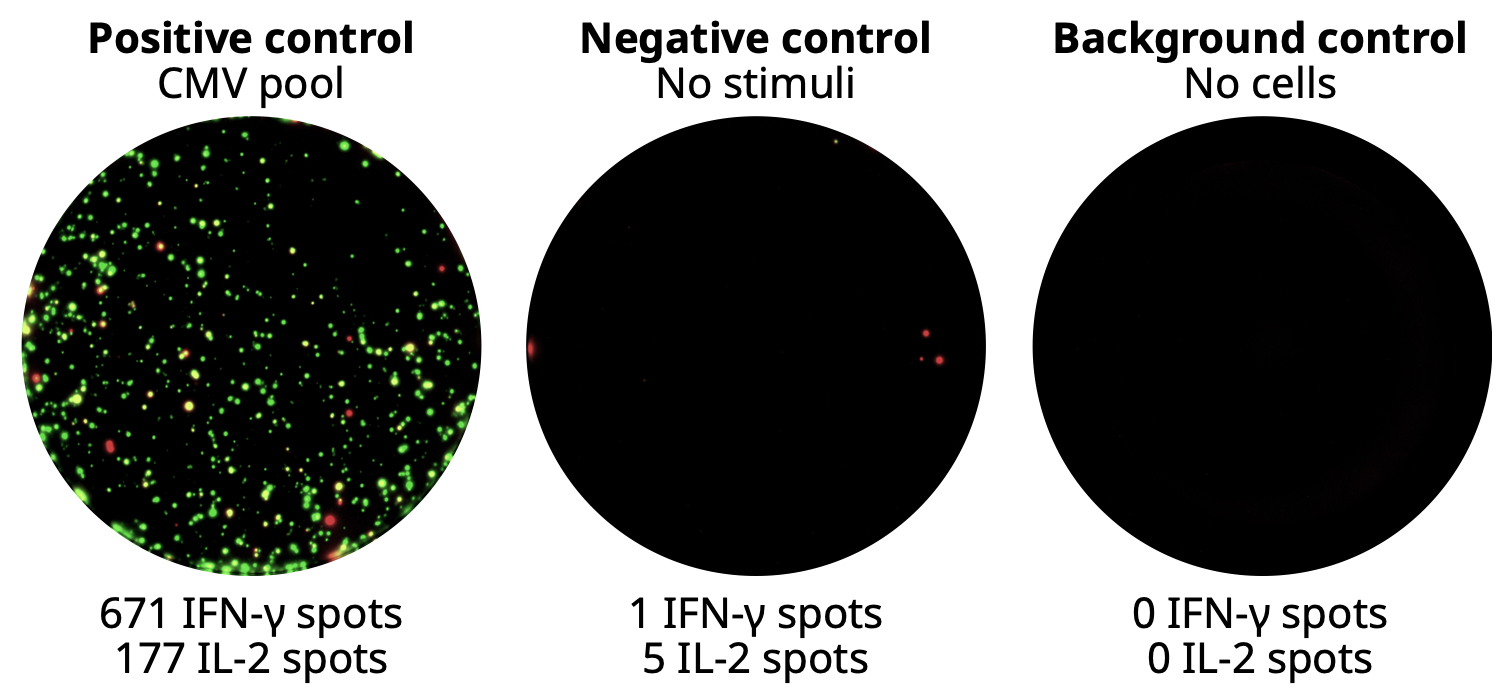 Positive Control wells, negative control wells, media controls wells from a FluoroSpot Plus: Human IFN-γ/IL-2 kit (IFN-γ in green, IL-2 in red).