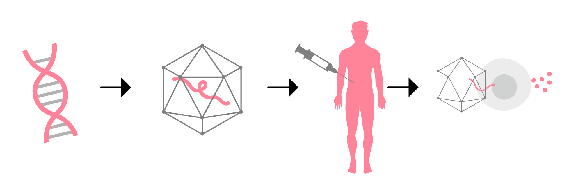 A schematic of how adeno-associated virus (AAV) gene therapies work