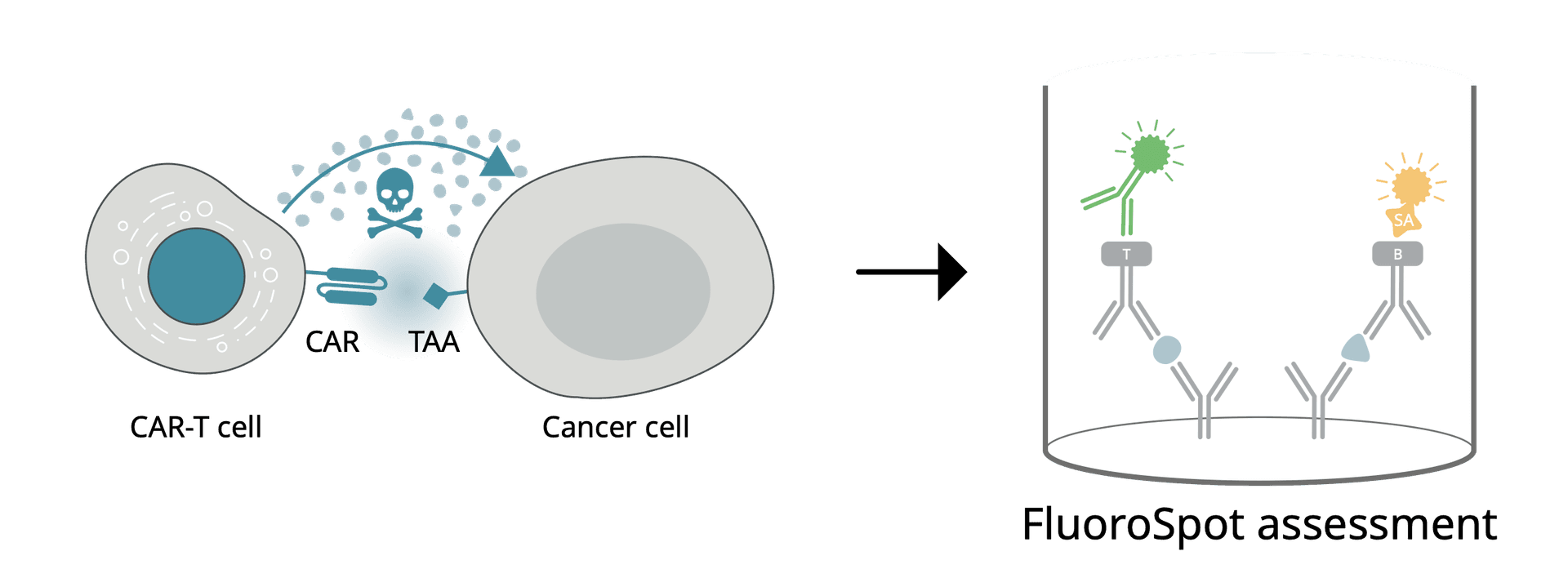 Assessment of CAR-T cell functionality by stimulating CAR-T cells with cancer or TAA antigen