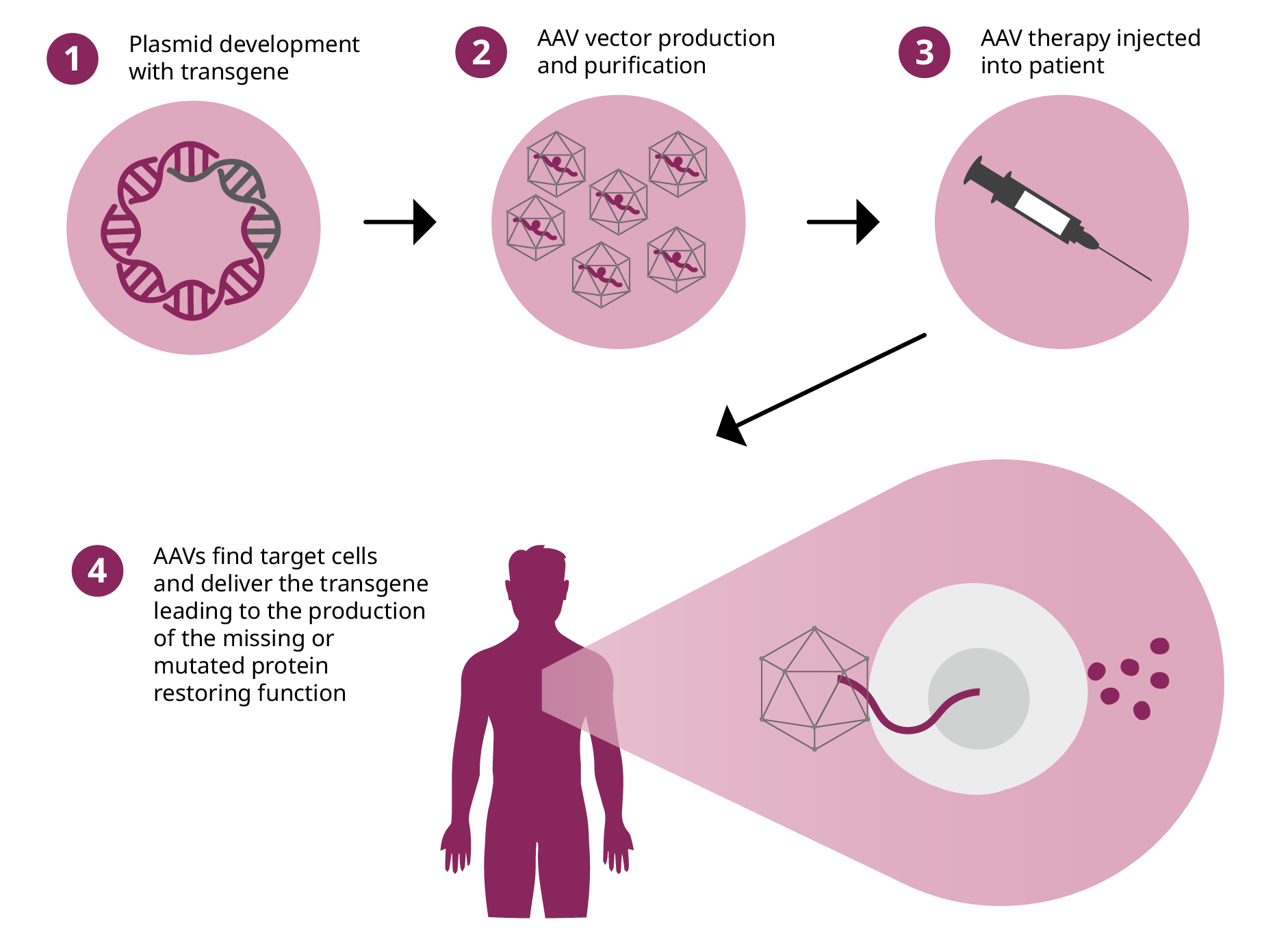 step by step of development and delivery of AAV gene therapy