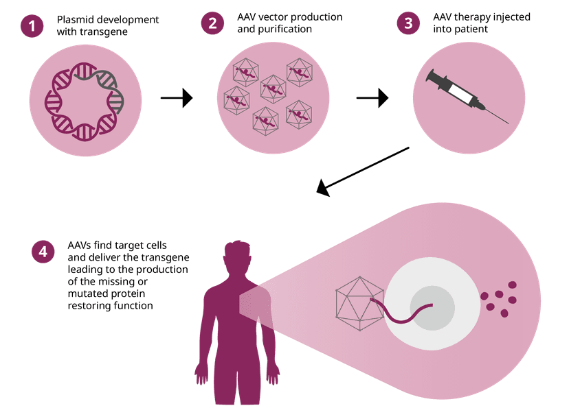 step by step of development and delivery of AAV gene therapy