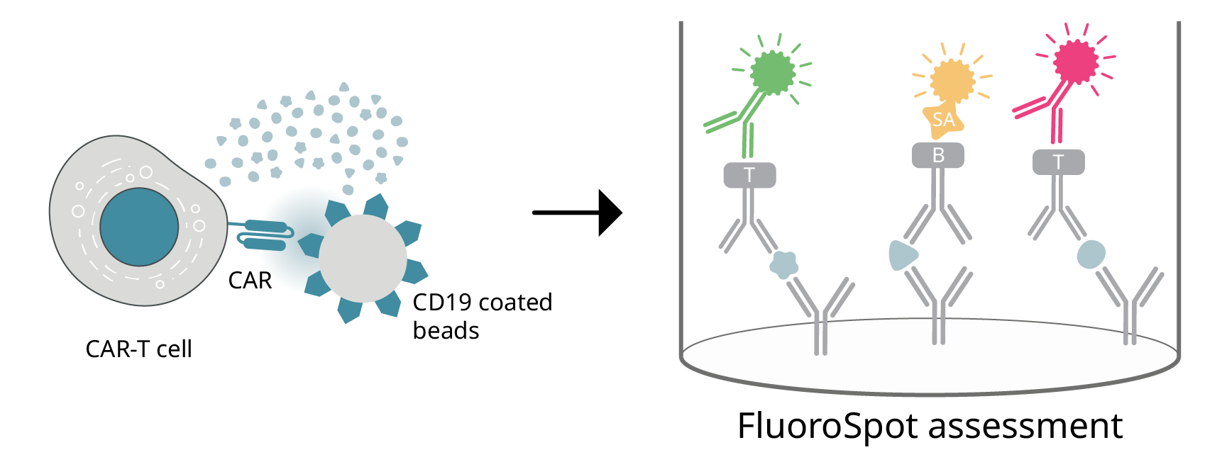 IFN-gamma/TNF-alpha/Granzyme B emerged as the most pertinent for characterizing clinical-grade CD19-targeted CAR-T cell products.