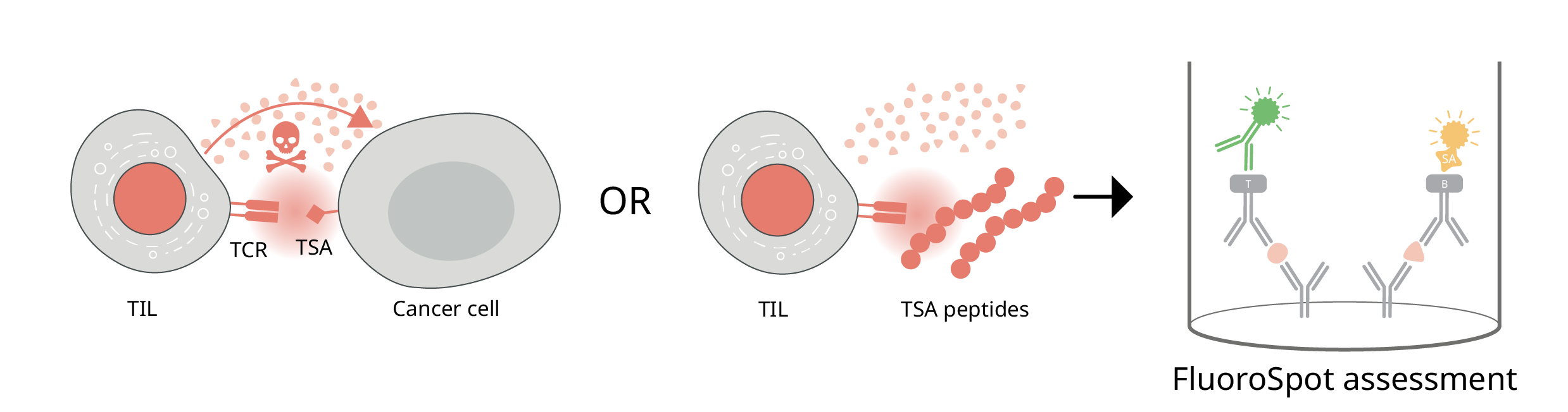 Assessment of TIL functionality by stimulating TILs with cancer or TSA antigen