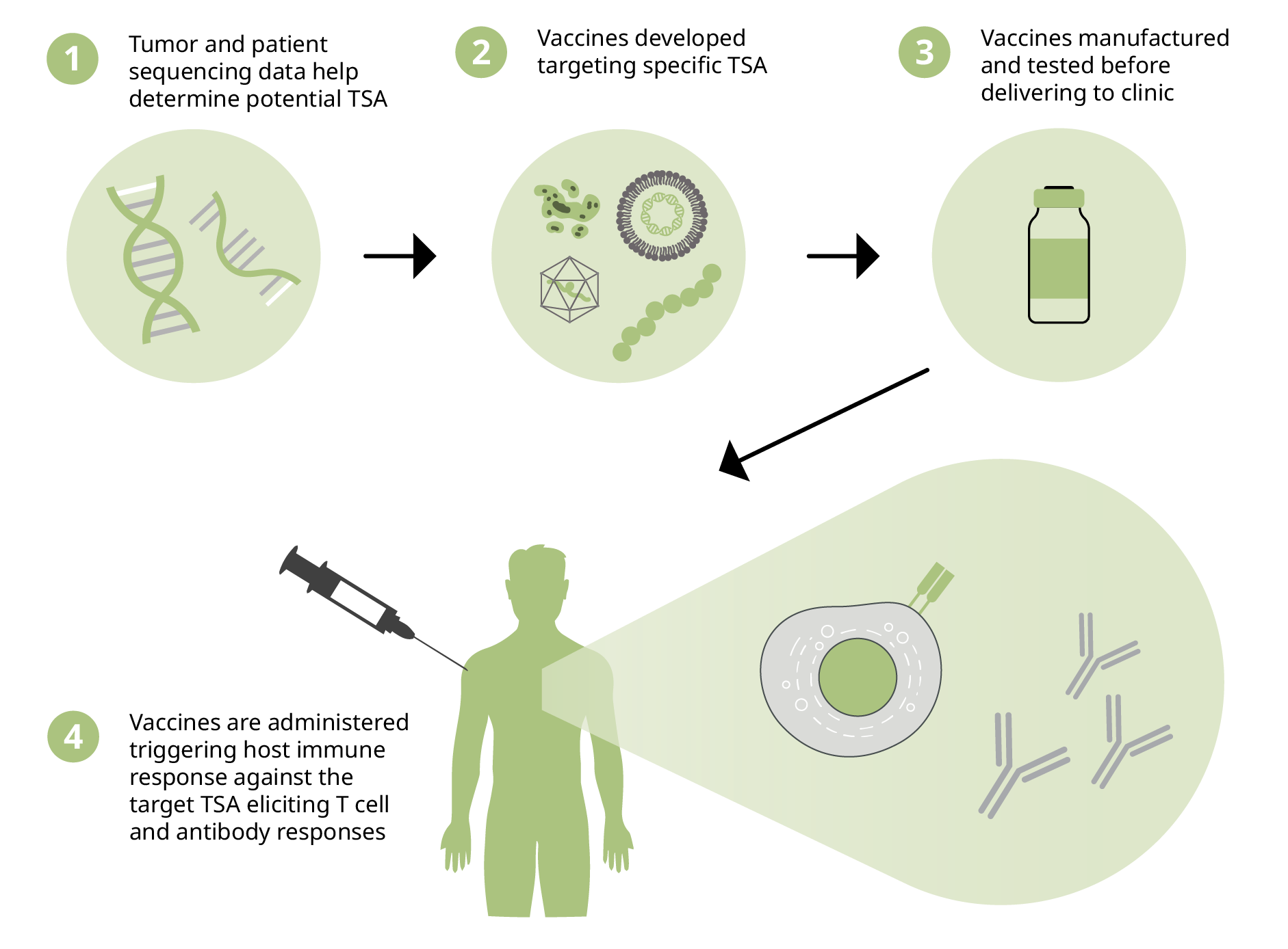 Schematic of how cancer vaccines are developed with cell based, viral, DNA or RNA, and peptide based cancer vaccines