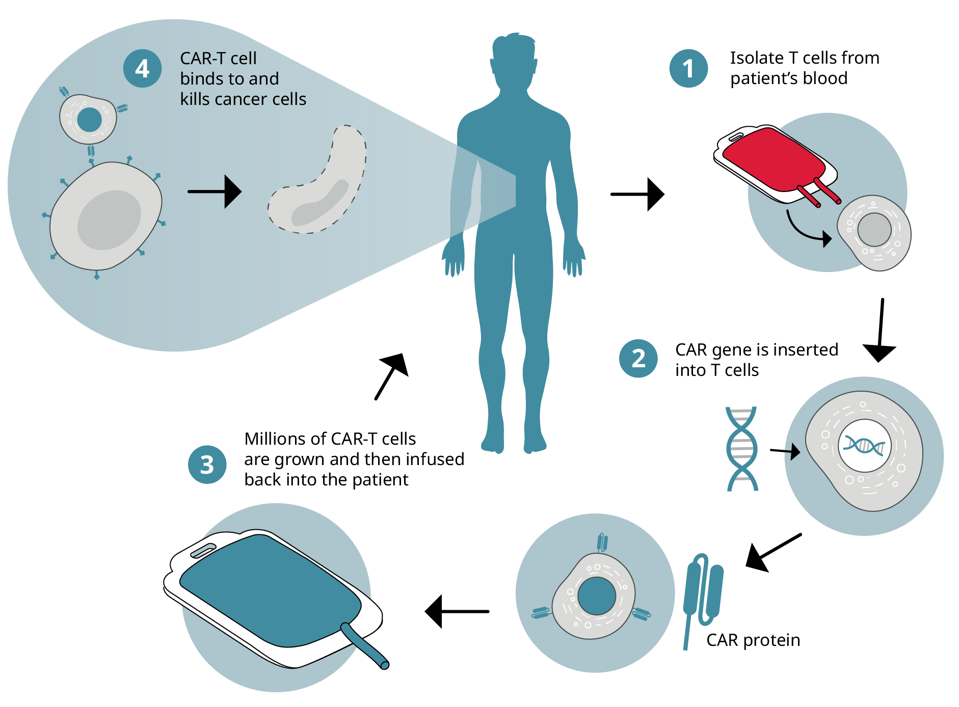 CAR-T cell development and testing illustration