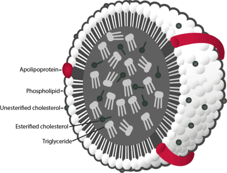 components of a lipoprotein particle