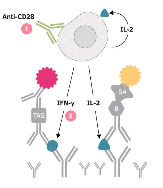 Overcoming capture effects using anti-CD28 anitbodies in FluoroSpot