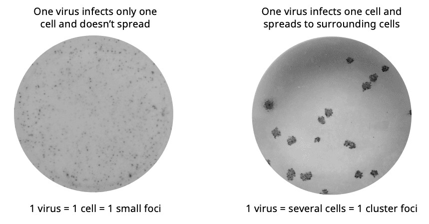 Depiction of small foci and cluster-like foci used in viral assays